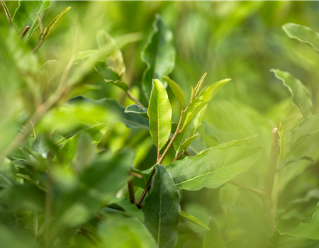 Elaeagnus multiflora