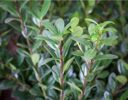 Ilex cren. 'Robustico'