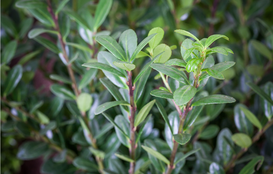 Ilex cren. 'Robustico'