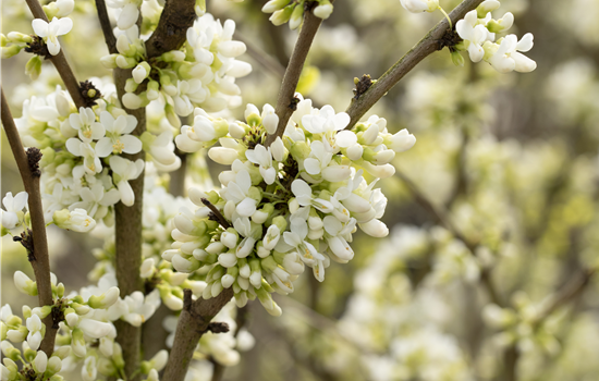Cercis chinensis 'Shirobana'