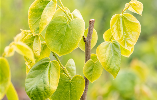 Cercis chinensis 'Shirobana'
