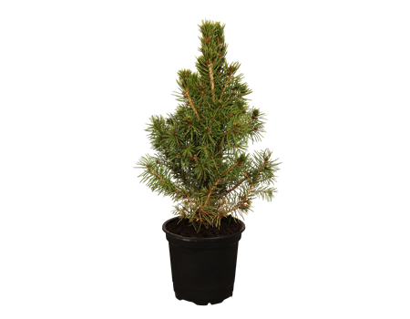 Picea glauca 'Conica' Picea glauca 'Conica'