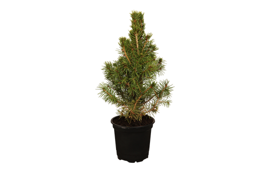 Picea glauca 'Conica'