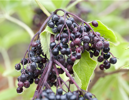 Sambucus nigra 'Haschberg'