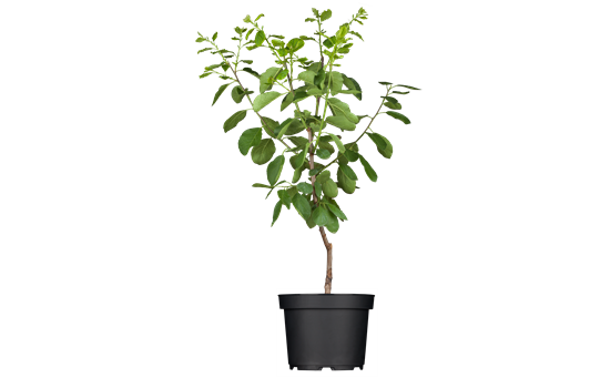 Prunus dom. 'Opal' Prunus dom. 'Opal'