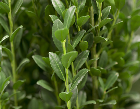Ilex crenata 'Fastigiata'