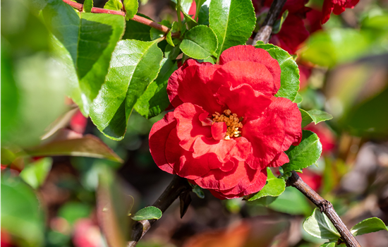 Chaenomeles spec. 'Scarlet Storm'