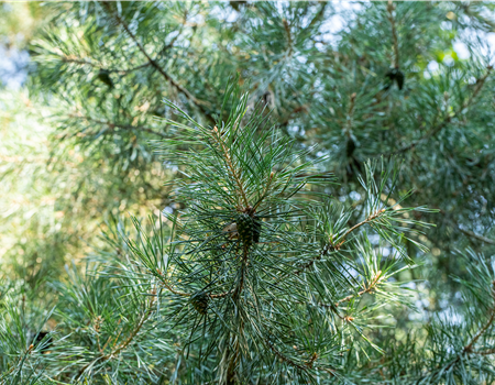 Pinus cembra