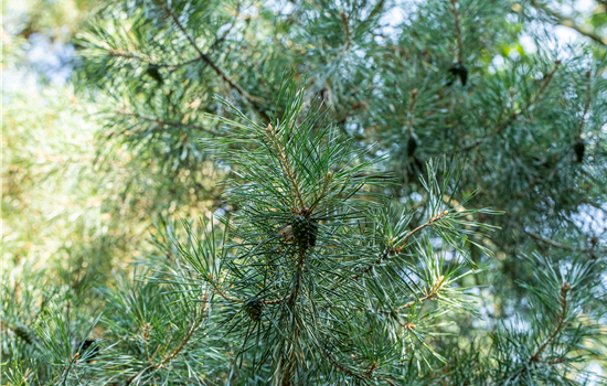 Pinus cembra
