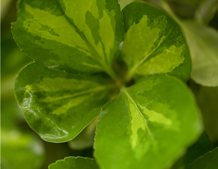 Euonymus fortunei 'Blondy'