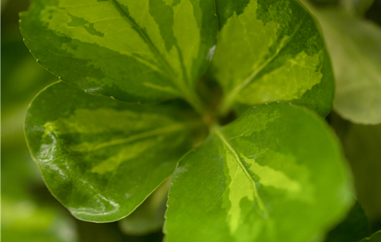 Euonymus fortunei 'Blondy'