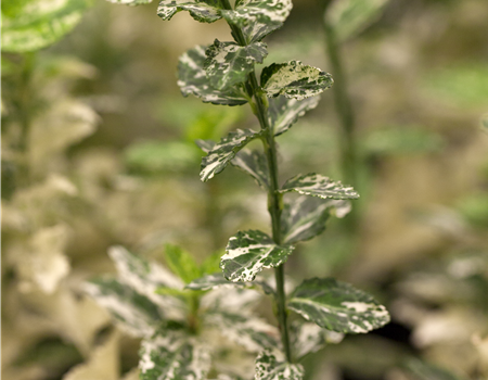 Euonymus fortunei 'Harlequin' Euonymus fortunei 'Harlequin'