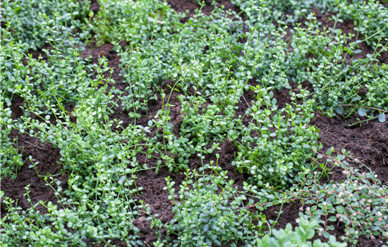 Euonymus fortunei 'Minimus'