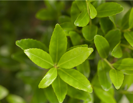 Ilex crenata 'Maximowicziana'