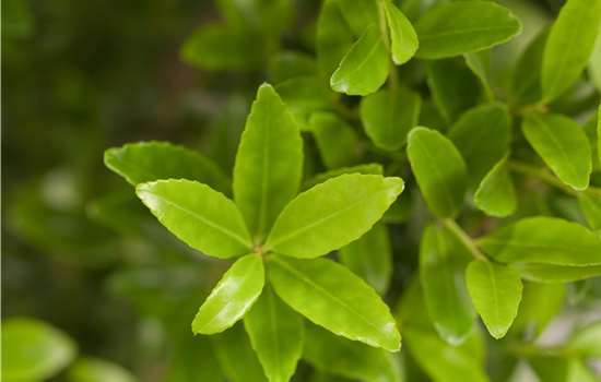 Ilex crenata 'Maximowicziana'