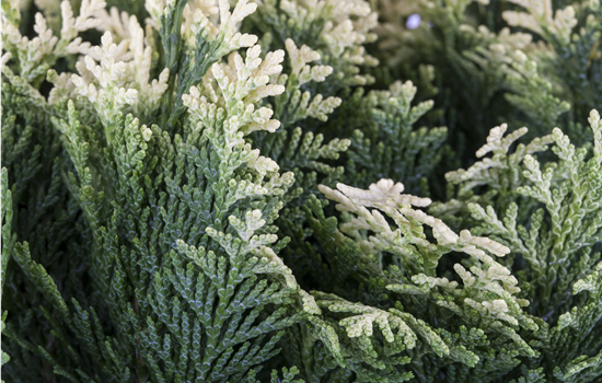 Chamaecyparis l. 'Pygmaea Argentea'