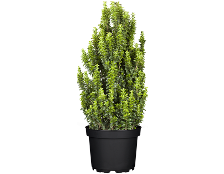 Euonymus jap. 'Benkomasaki'