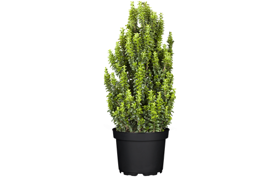 Euonymus jap. 'Benkomasaki'