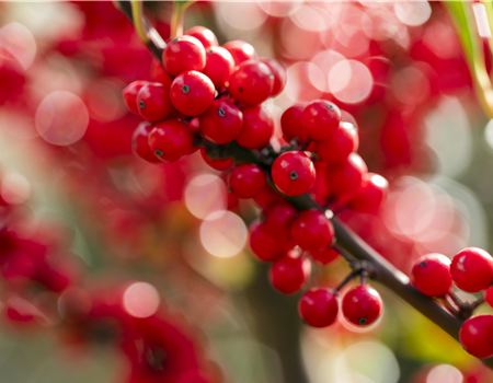 Ilex verticillata