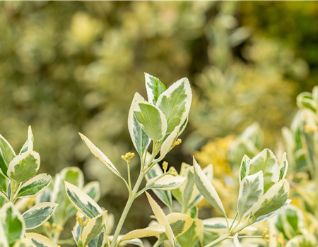Euonymus japonicus 'Bravo'