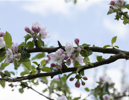 Malus dom. 'Bohnapfel'