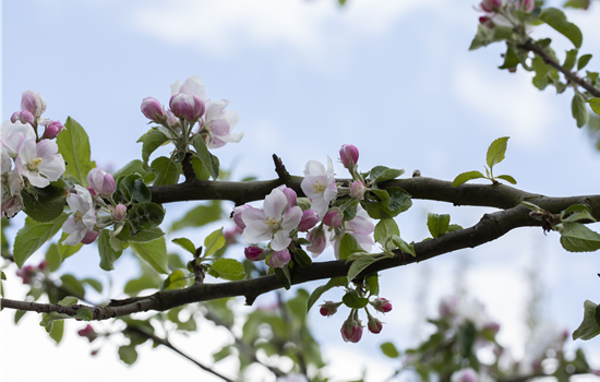 Malus dom. 'Bohnapfel'