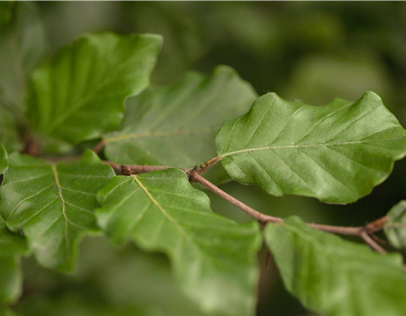 Fagus sylvatica Fagus sylvatica