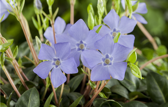 Vinca minor Vinca minor