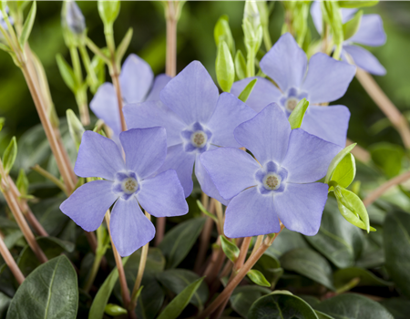 Vinca minor