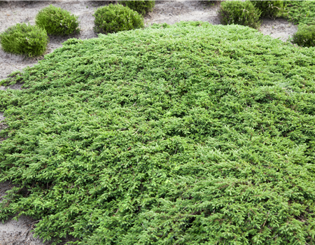 Juniperus communis 'Green Carpet'