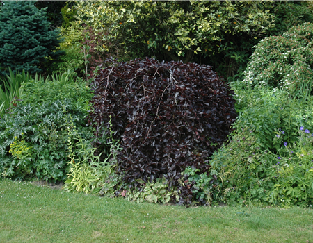 Fagus sylvatica 'Purpurea Pendula'