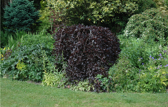 Fagus sylvatica 'Purpurea Pendula' Fagus sylvatica 'Purpurea Pendula'