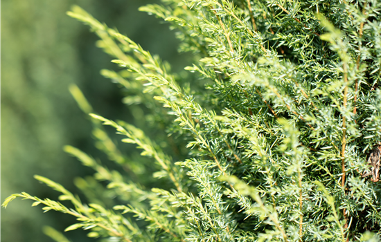 Juniperus communis 'Hibernica'