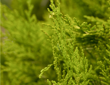 Chamaecyparis laws. 'Golden Wonder' Chamaecyparis laws. 'Golden Wonder'