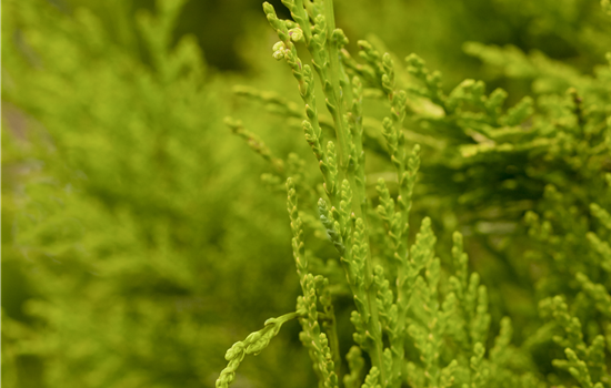 Chamaecyparis laws. 'Golden Wonder' Chamaecyparis laws. 'Golden Wonder'