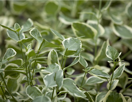 Vinca minor 'Ralph Shugert' Vinca minor 'Ralph Shugert'