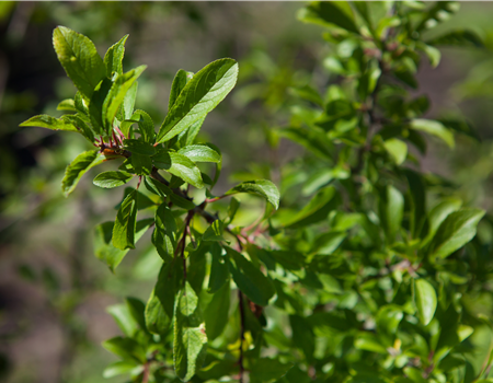Prunus spinosa