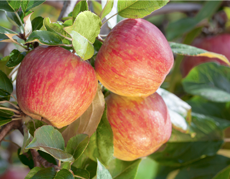 Malus dom. 'Gala'