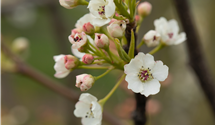 Chinesische Birne 'Chanticleer'