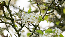 Chinesische Birne 'Chanticleer'