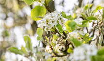 Chinesische Birne 'Chanticleer'