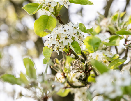 Pyrus calleryana 'Chanticleer' Pyrus calleryana 'Chanticleer'