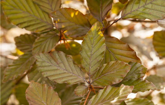 Fagus sylvatica purpurea Fagus sylvatica purpurea