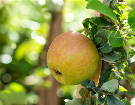 Malus dom. 'Goldparmäne'