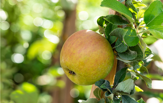 Malus dom. 'Goldparmäne'