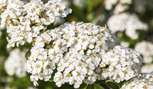 Strauchspiere 'Snowmound'