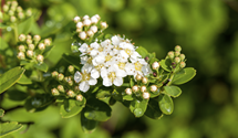 Strauchspiere 'Snowmound'