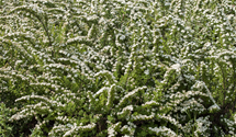 Strauchspiere 'Snowmound'
