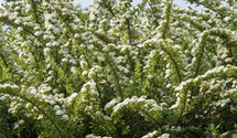 Strauchspiere 'Snowmound'