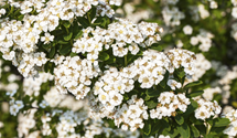 Strauchspiere 'Snowmound'